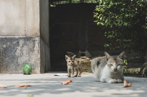 Free Two tabby cats lounging outside in a sunny garden setting. Perfect for cat-themed concepts. Stock Photo