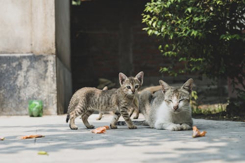 Close up of Cat and Kitten