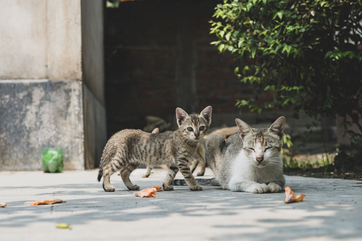 Kedi Yaşı Hesaplama Aracı: İnsan Yaşı Karşılığı, Yaşam Evresi ve Bakım Planı