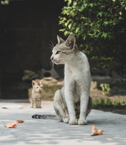 Imagine de stoc gratuită din animal de casă, cu plană, domestic