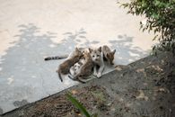 Brown Tabby Cat and White and Brown Cat on Gray Concrete Floor
