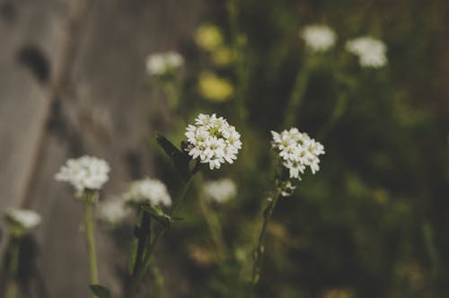 무료 낮에 흰 꽃잎 꽃의 근접 사진 스톡 사진