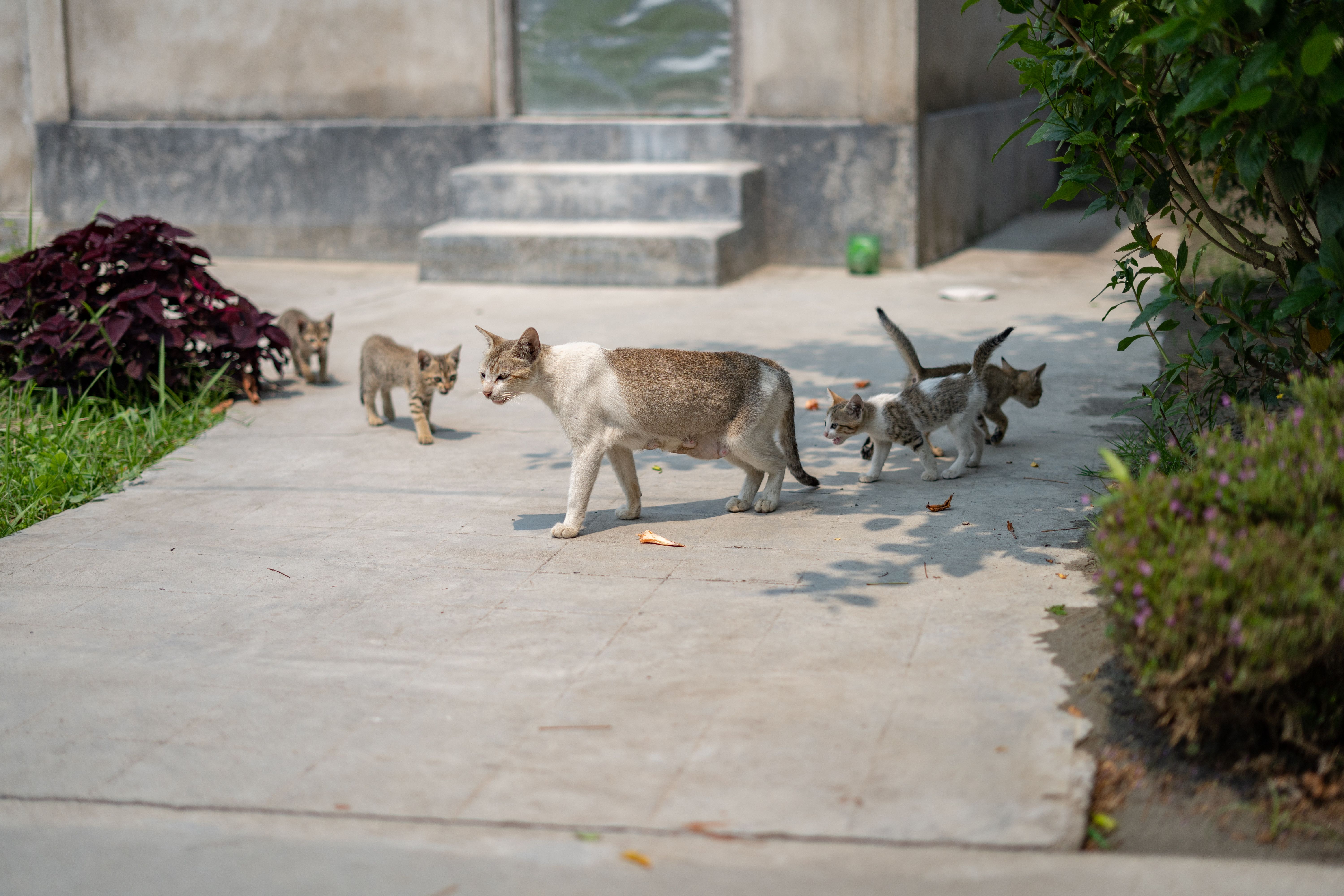 A cat with kittens exploring a paved outdoor area, showcasing feline family behavior.
