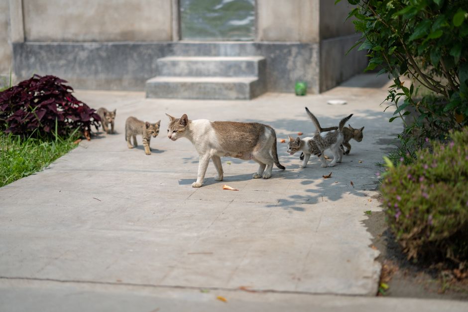 A cat with kittens exploring a paved outdoor area, showcasing feline family behavior.
