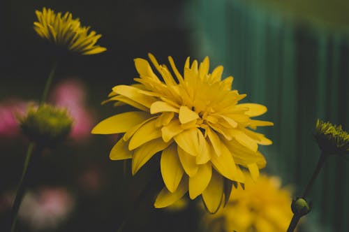 무료 노란색 꽃의 얕은 초점 사진 스톡 사진