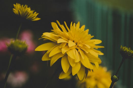 特写镜头中，花园里盛开着鲜艳的黄色花朵
