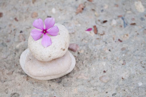 Foto profissional grátis de branco, flores, natureza-morta