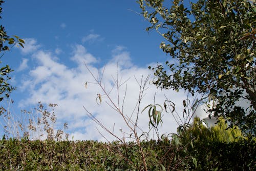 Бесплатное стоковое фото с ветви, вид на небо, голубой