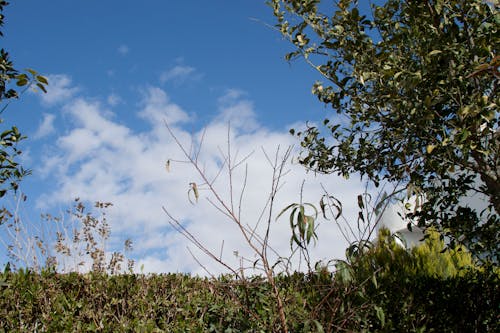 Gratis lagerfoto af blå, grene, himlen udsigt