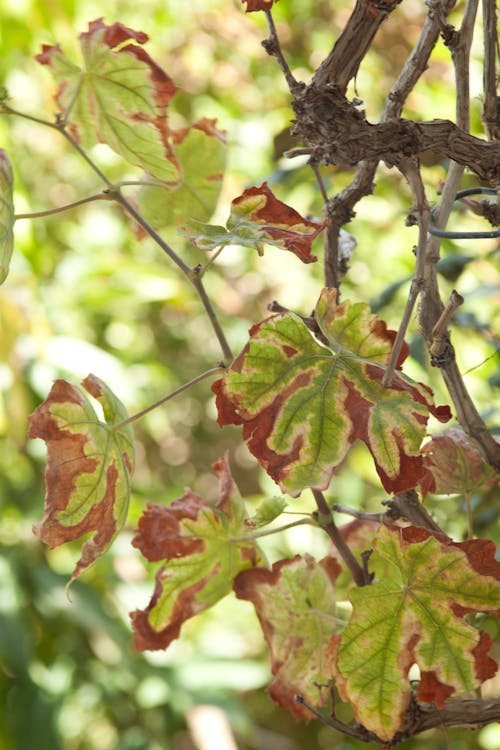 Free stock photo of braces, dry leaf, dry leaves