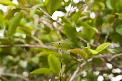 Free stock photo of branches, dragonfly, green