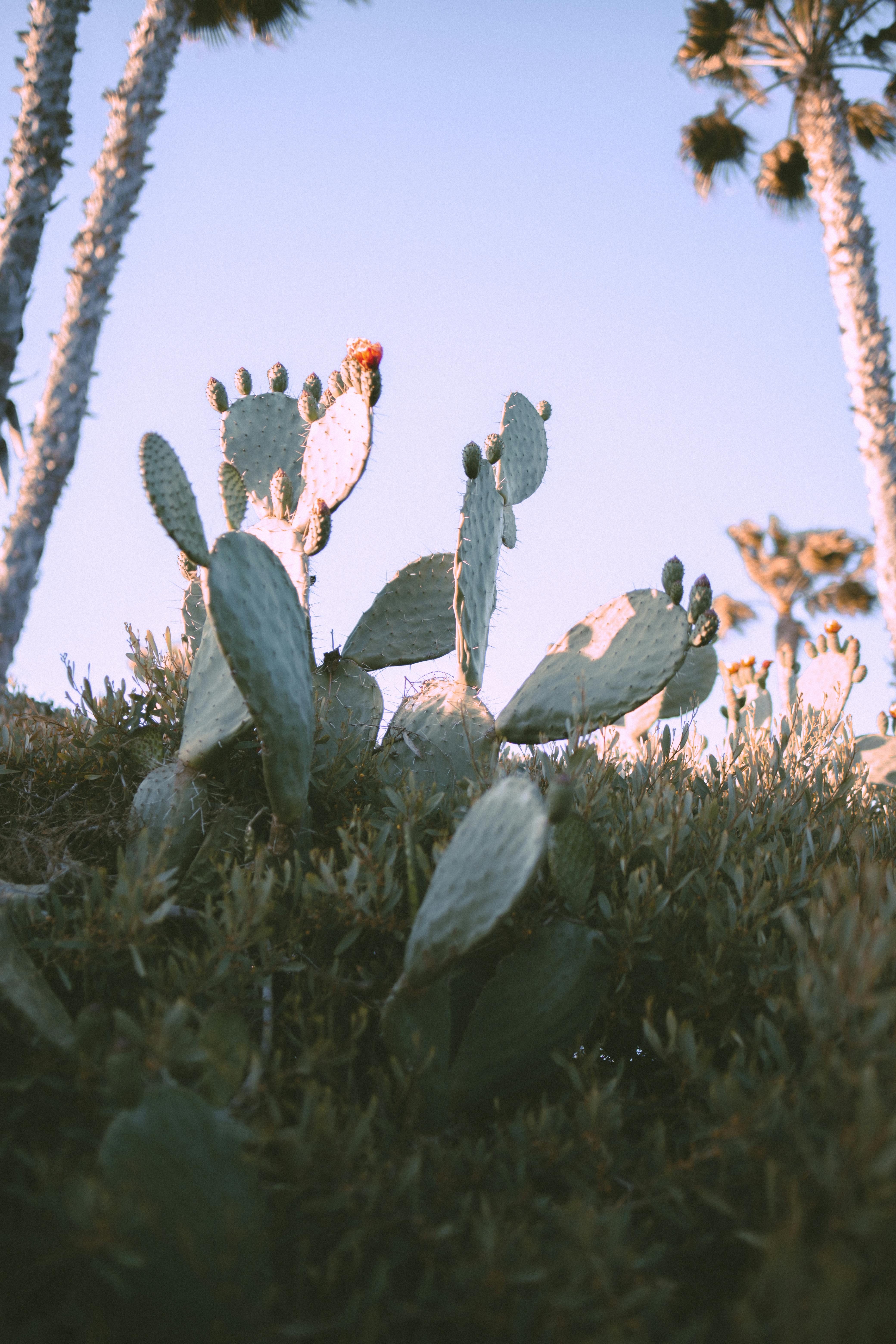 Cactus and Palm Trees · Free Stock Photo