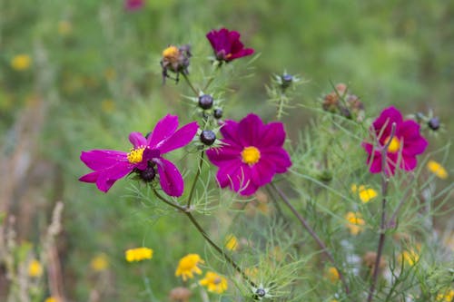 Photos gratuites de centrales, fleurs, nature