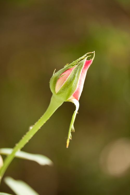 Free stock photo of flowers, green, macro photos Stock Photo