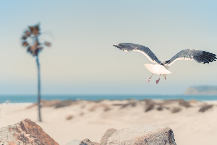 Seagull Flying Over Beach 