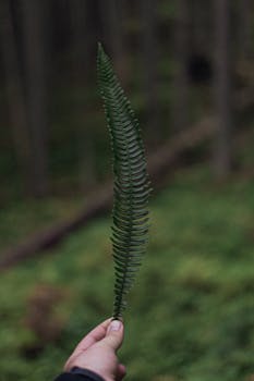 A close-up of a hand holding a single green fern leaf against a blurred natural background.