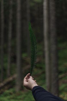 Image by Daniel Eliashevsky
