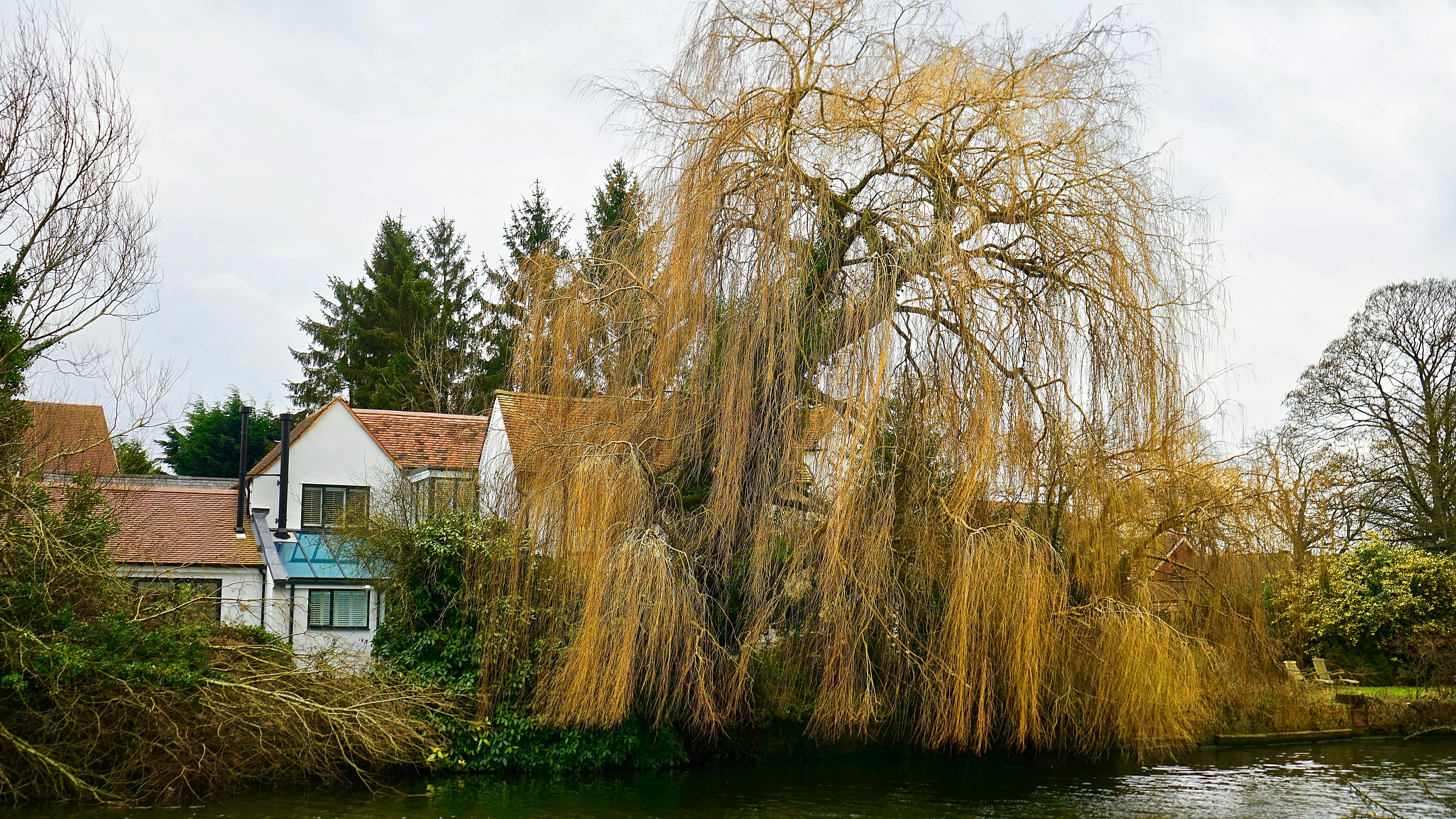 河畔小屋旁有一棵引人注目的柳树，构成了一幅田园诗般的乡村场景