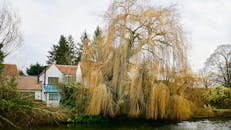 河畔小屋旁有一棵引人注目的柳树，构成了一幅田园诗般的乡村场景