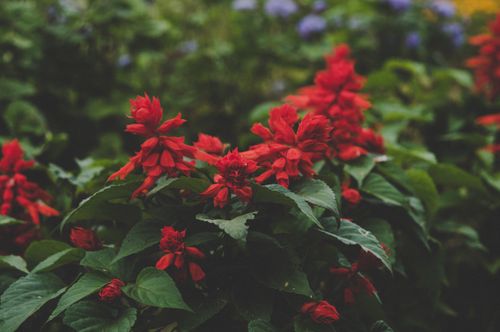 Free Bright red flowers blooming in a lush green outdoor garden, Syumsinskiy Rayon. Stock Photo