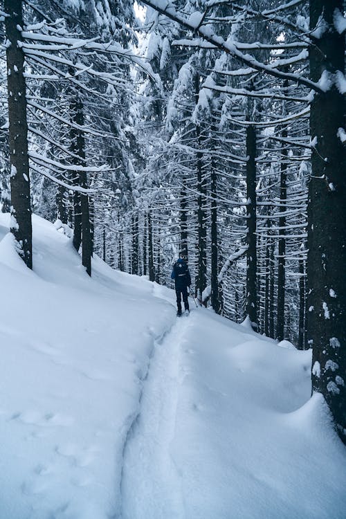 Person Hiking in Snow in Forest