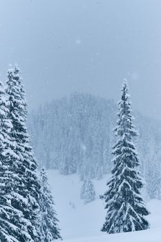Beautiful snowy forest landscape with tall pine trees covered in fresh snowflakes during winter.