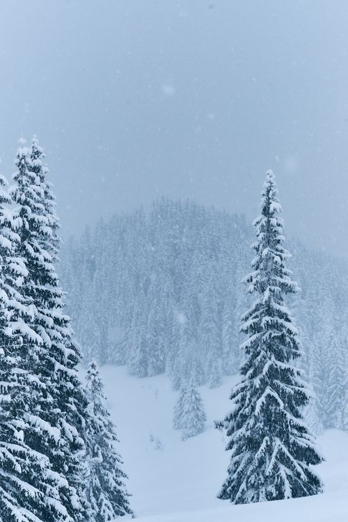 Free Beautiful snowy forest landscape with tall pine trees covered in fresh snowflakes during winter. Stock Photo