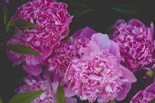 Imagine de stoc gratuită din botanic, culori, floră