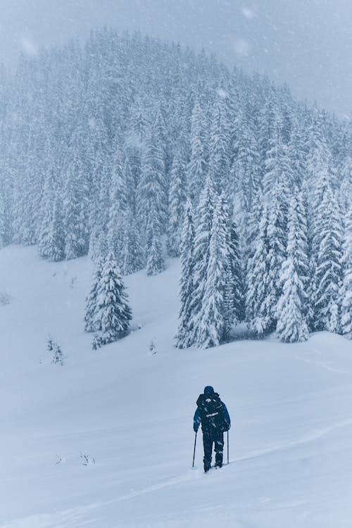 Foto d'estoc gratuïta de arbres, aventura, caminant