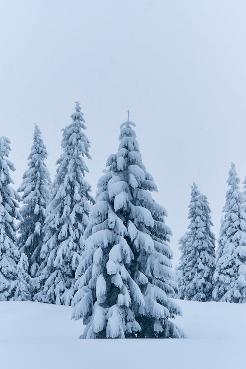 Pine Trees Covered With Snow