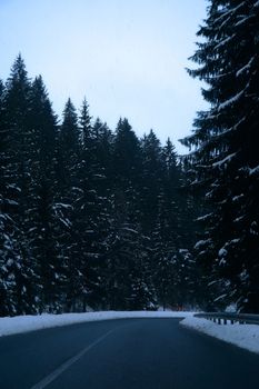 A serene winter scene of a snow-covered road curving through a dense pine forest at dusk.