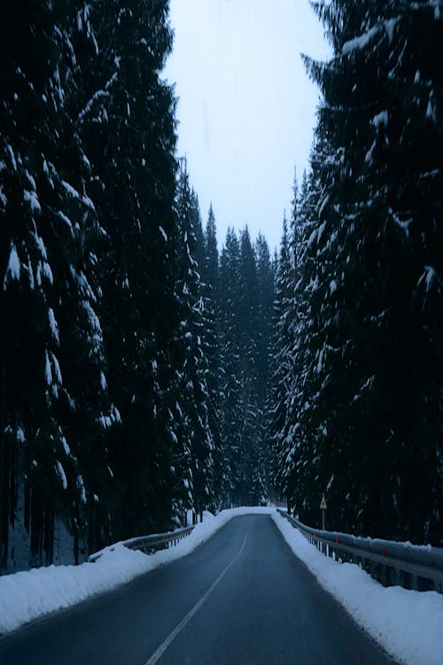 Pine Trees around Road in Winter