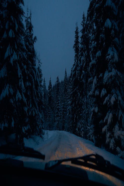 Road through Forest in Winter in Evening