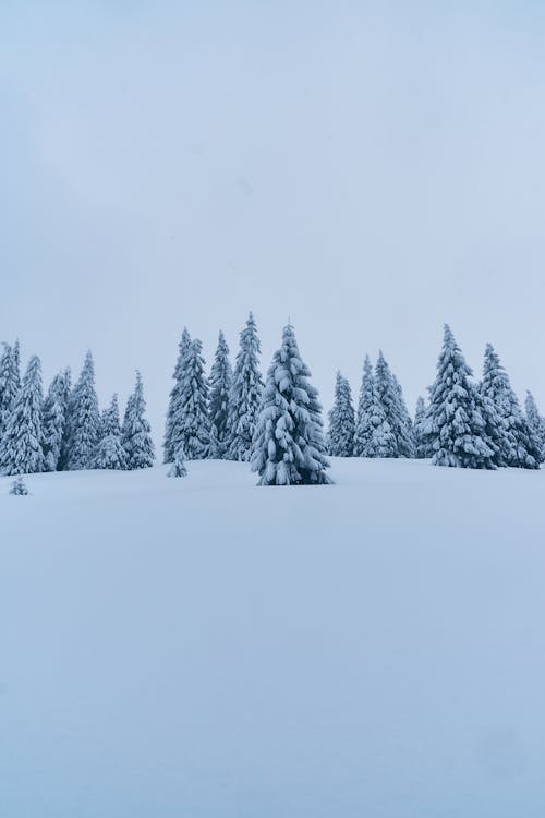 Ücretsiz açık hava, ağaçlar, buz tutmuş içeren Ücretsiz stok fotoğraf Stok Fotoğraflar