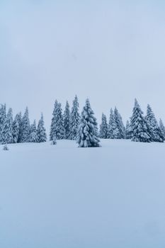 A tranquil winter scene with snow-laden conifer trees in a vast open landscape.