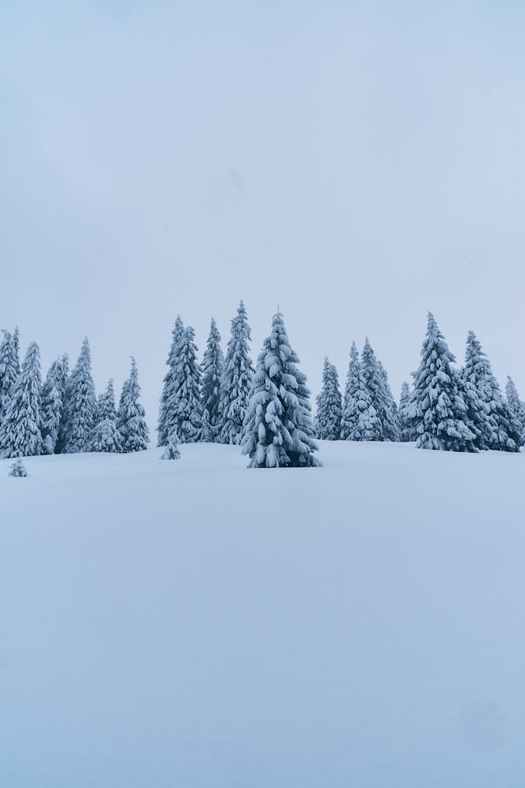 Snow Covered Pine Trees