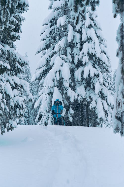 Foto d'estoc gratuïta de arbres, aventura, constipat