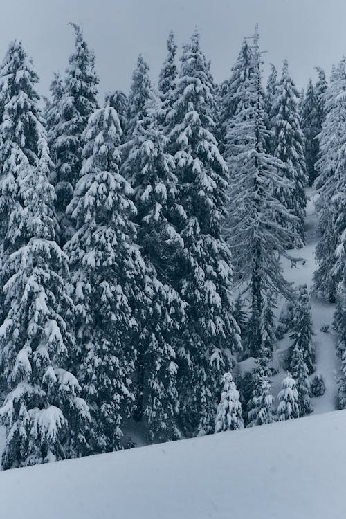 Foto profissional grátis de árvores, cenário, com frio