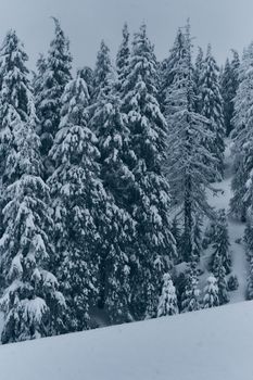 A serene winter scene featuring a snow-covered evergreen forest under a cold, cloudy sky.