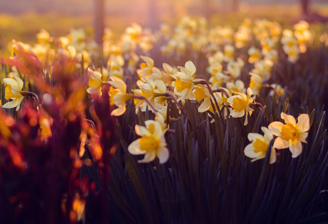 Flores De Pétalas Brancas E Amarelas Durante O Nascer Do Sol