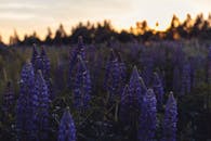 一片宁静的紫色芭蕉田野在日落天空的映衬下显得格外生动