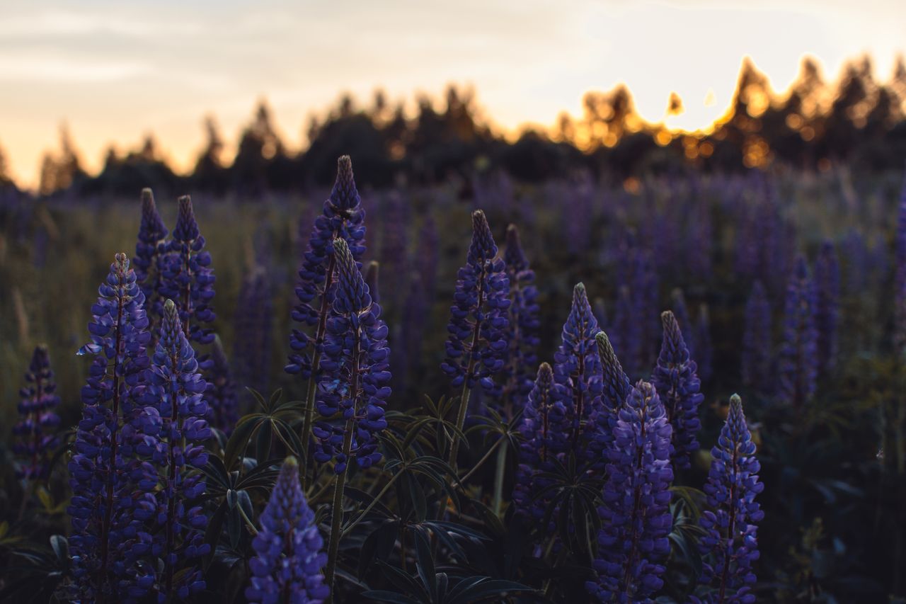 a serene field of purple lupines silhouetted against a vibrant sunset