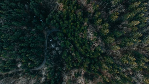 Breathtaking aerial view of dense pine forest in Rakhivs'kyi district, Ukraine.