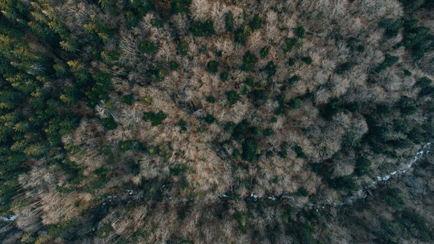 Aerial view of a dense forest in Ukraine's Rakhivs'kyi district, showcasing winter scenery.