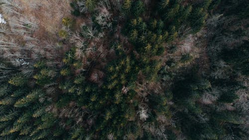 Immagine gratuita di alberi, foresta, natura