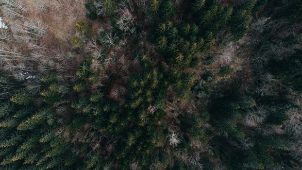 Aerial drone shot of lush evergreen forest in Rakhivs'kyi district, Ukraine.