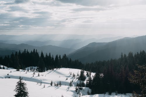 Hills and Forest in Winter