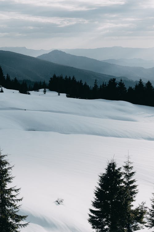 Scenic View of a Snow-Covered Field