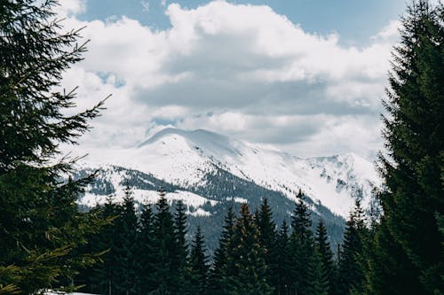 Scenic View of Trees near a Snow-Covered Mountain