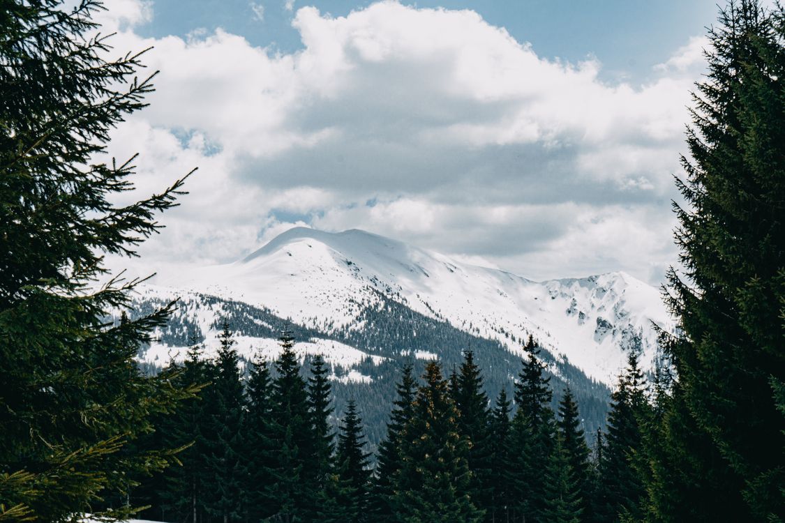 Scenic View of Trees near a Snow-Covered Mountain · Free Stock Photo